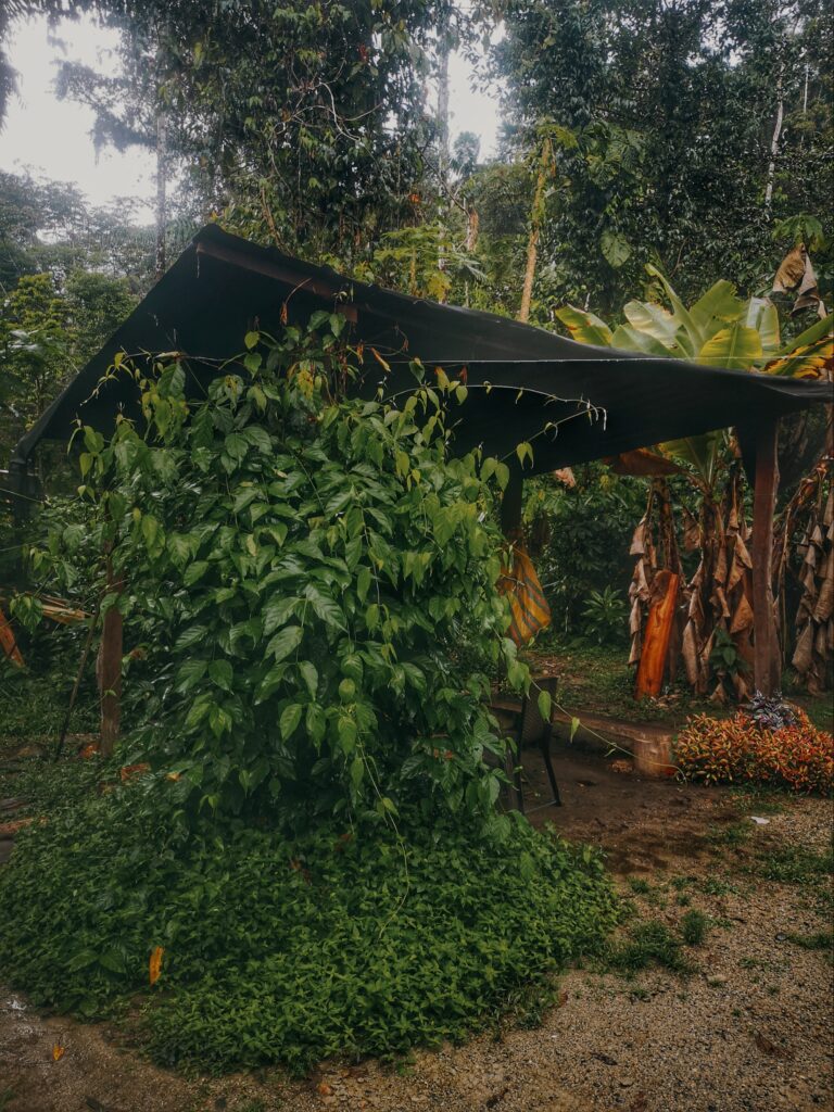 ayahuasca-ekvador, banisteriopsis caapi, džungla