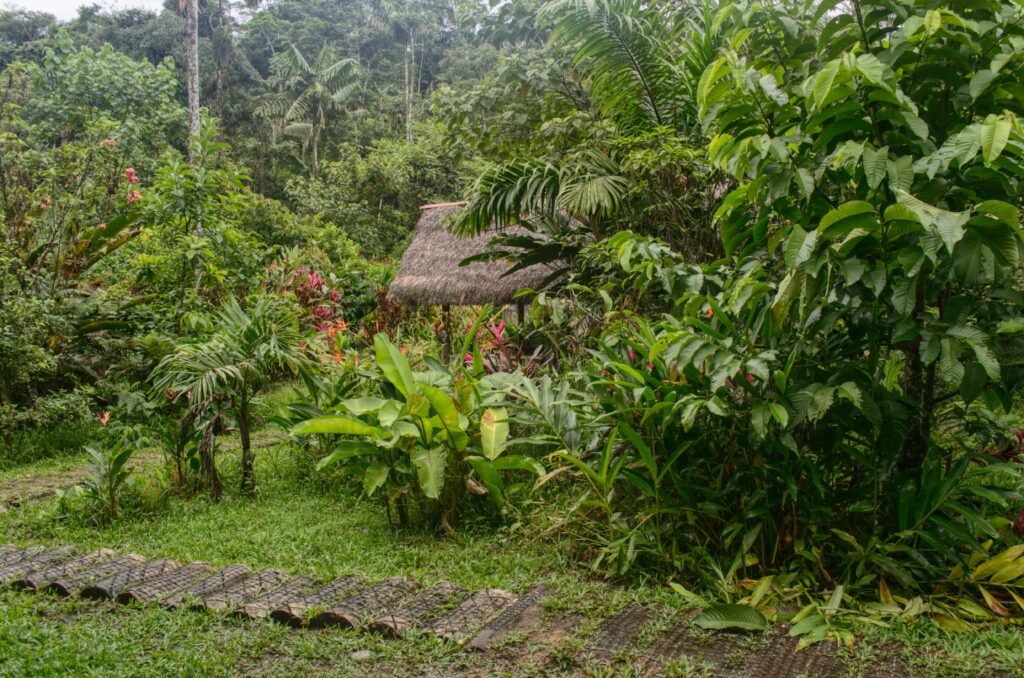 centrum medicíny v Ekvádore, ayahuasca