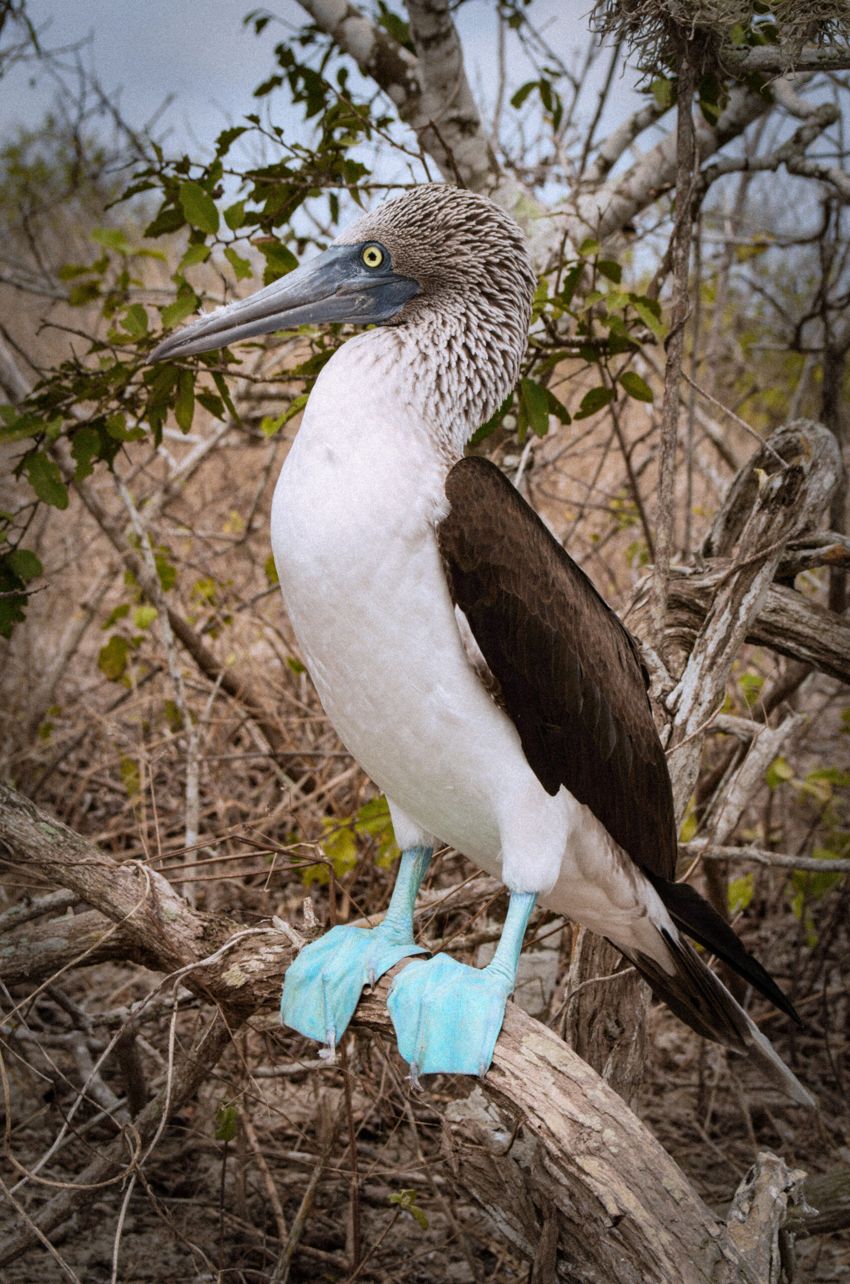 Sula modronohá, Blue-footed booby, Ecuador, Isla de la Plata
