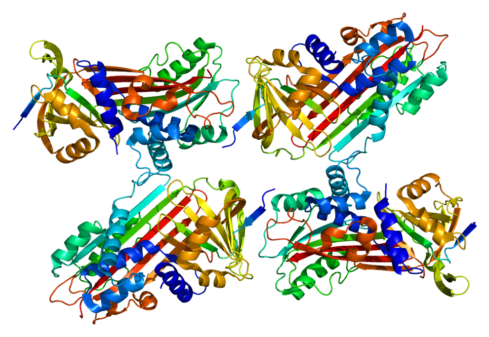 SERPINA5 protein