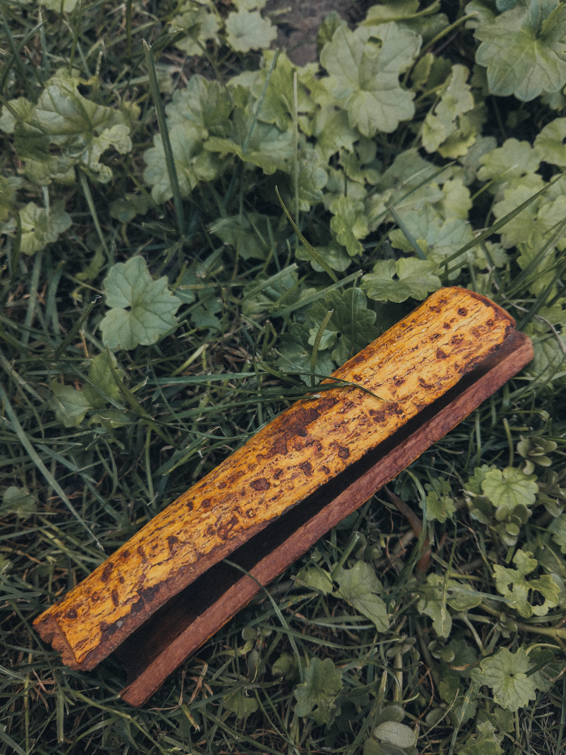 Chuchuhuasi, plant teachers, rastliny - učitelky